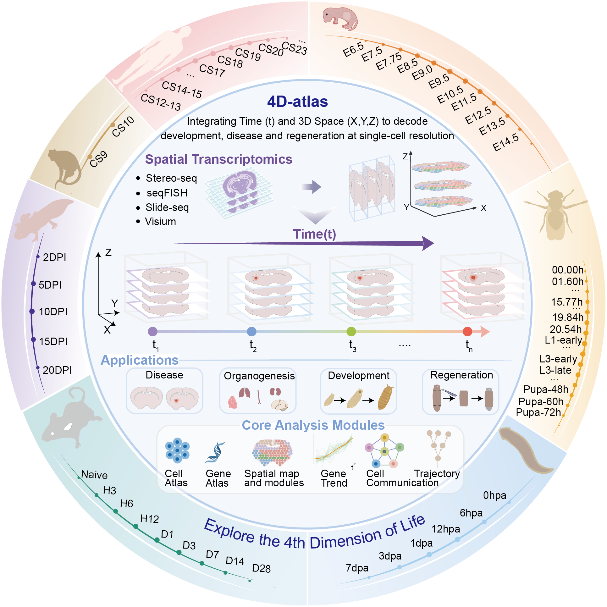 4D-Atlas 4D Spatiotemporal Transcriptomics