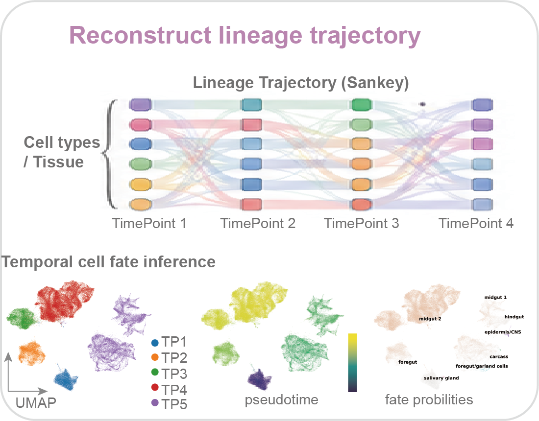 Developmental Trajectory