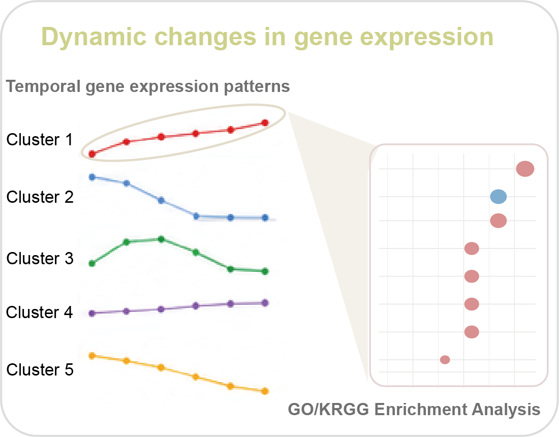 Gene Expression Trend